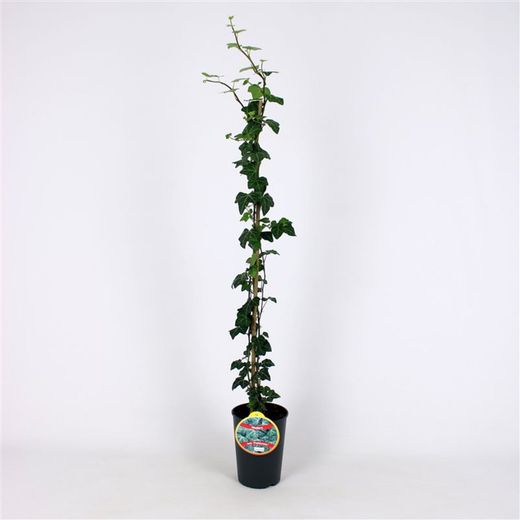 Hedera Hel. 'Plattensee' 80-100 C2