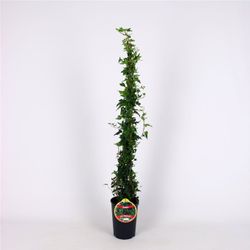 Hedera Hel. 'Shamrock' 80-100 C2