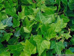 Hedera Hel. 'Shamrock' 80-100 C2