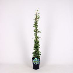 Hedera Hel. 'White Ripple' 80-100 C2