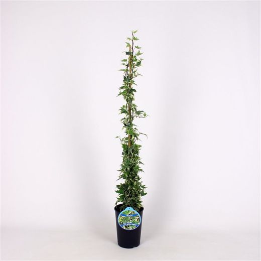 Hedera Hel. 'White Ripple' 80-100 C2