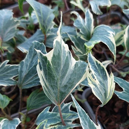Hedera Hel. 'White Ripple' 80-100 C2