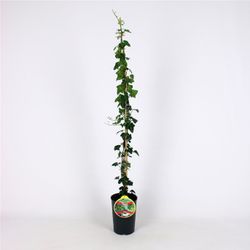 Hedera Helix 80-100 C2