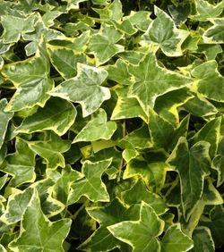 Hedera Helix 80-100 C2