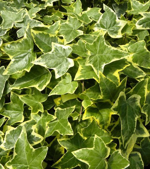 Hedera Helix 80-100 C2