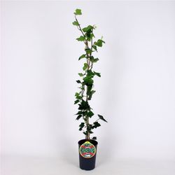 Hedera Hibernica 80-100 C2