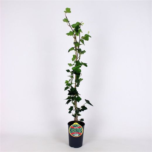 Hedera Hibernica 80-100 C2