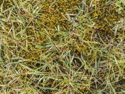 Herbicida herbistop 500ml Compo®