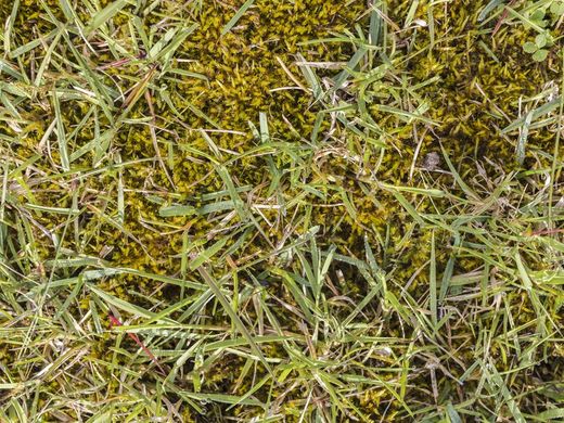 Herbicida herbistop 500ml Compo®