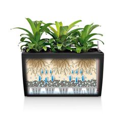 Hidrojardinera lechuza cararo
