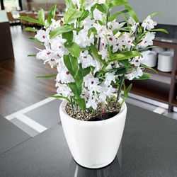 Hidrojardinera lechuza classico