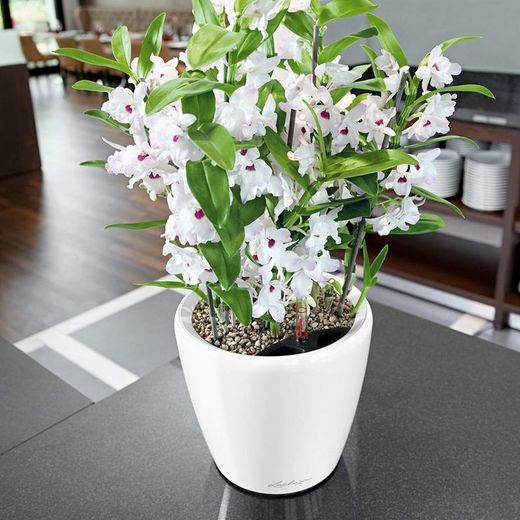 Hidrojardinera lechuza classico