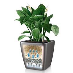 Hidrojardinera lechuza quadro