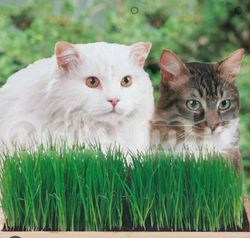 Hierba Gatos Mezcla De Festucas