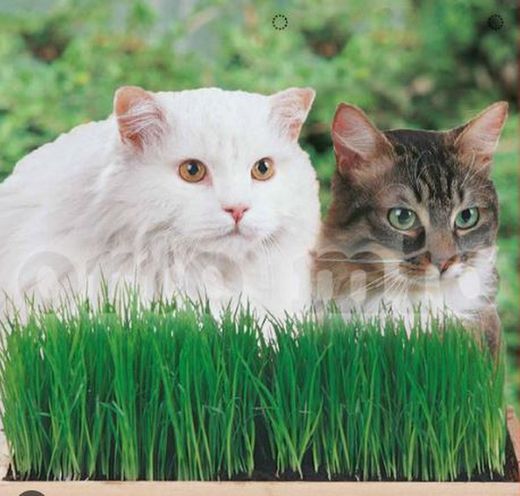 Hierba Gatos Mezcla De Festucas