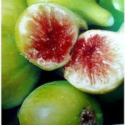 HIGUERA BLANCA GOTA DE MIEL Ficus carica 4/6 C-19