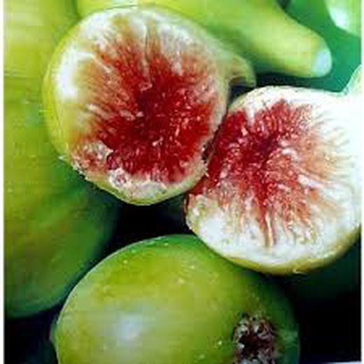 HIGUERA BLANCA GOTA DE MIEL Ficus carica 4/6 C-19