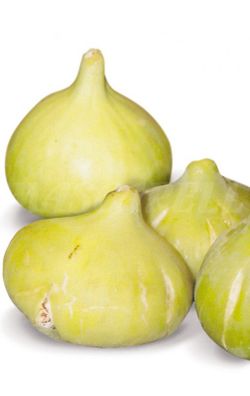 HIGUERA BLANCA GOTA DE MIEL Ficus carica 4/6 C-19