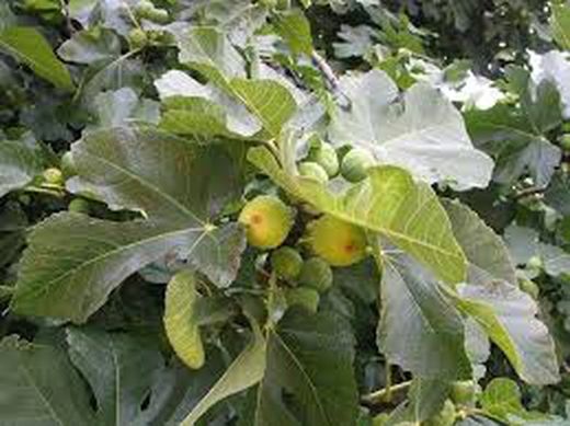 HIGUERA BLANCA GOTA DE MIEL Ficus carica 6/8 C-25