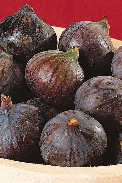 HIGUERA BLANCA VIOLETTE DE SOLIES Ficus carica 4/6 C-19