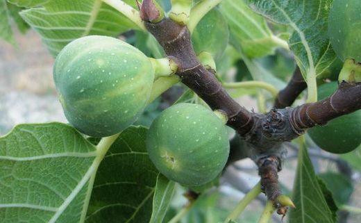 HIGUERA BREVA BLANCA Ficus carica 4/6 C-19