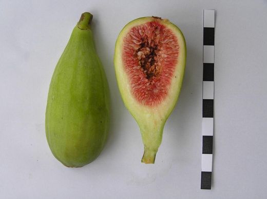HIGUERA BREVA BLANCA Ficus carica 6/8 C-25