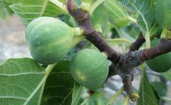 HIGUERA BREVA BLANCA Ficus carica 6/8 C-25