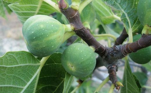 HIGUERA BREVA BLANCA Ficus carica 6/8 C-25