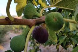 HIGUERA BREVA NEGRA Ficus carica 6/8 C-25