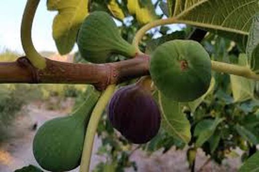 HIGUERA BREVA NEGRA Ficus carica 6/8 C-25