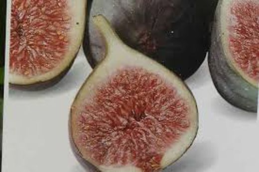HIGUERA BREVA NEGRA Ficus carica 6/8 C-25