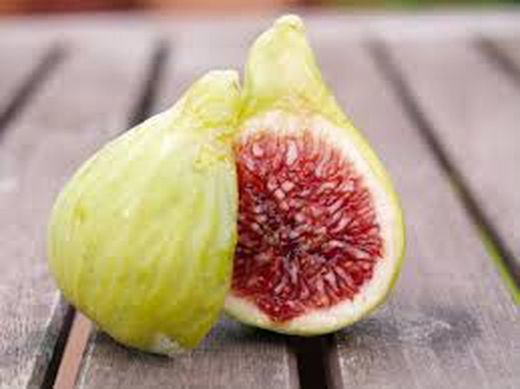 HIGUERA CUELLO DAMA BLANCO Ficus carica 4/6 C-19