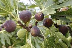 HIGUERA CUELLO DAMA NEGRA Ficus carica 4/6 C-19