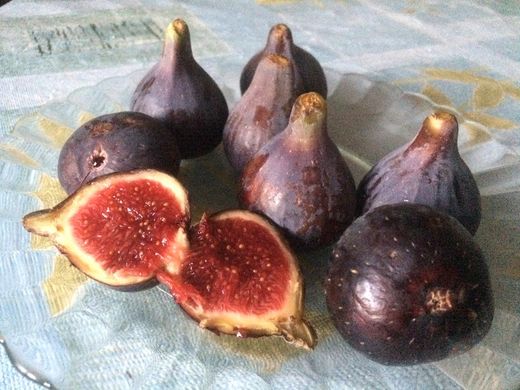 HIGUERA CUELLO DAMA NEGRA Ficus carica 4/6 C-19