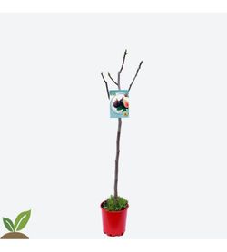 HIGUERA CUELLO DAMA NEGRA Ficus carica 6/8 C-25
