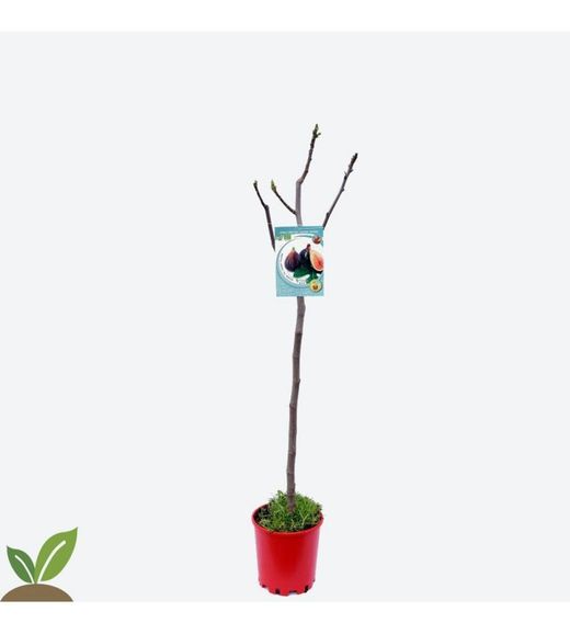 HIGUERA CUELLO DAMA NEGRA Ficus carica 6/8 C-25
