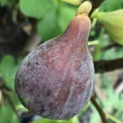 HIGUERA CUELLO DAMA NEGRA Ficus carica 6/8 C-25