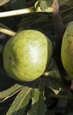 HIGUERA DALMATIE Ficus carica 6/8 C-25