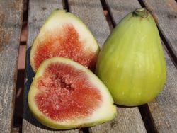 HIGUERA DALMATIE Ficus carica 6/8 C-25