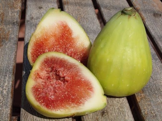 HIGUERA DALMATIE Ficus carica 6/8 C-25