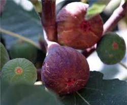 HIGUERA DAUPHINE Ficus carica 6/8 C-25