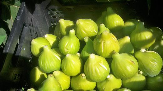 Higuera Flor Blanca C-26 ITALIA