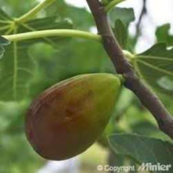 HIGUERA GOUTTE D'OR Ficus carica 6/8 C-25