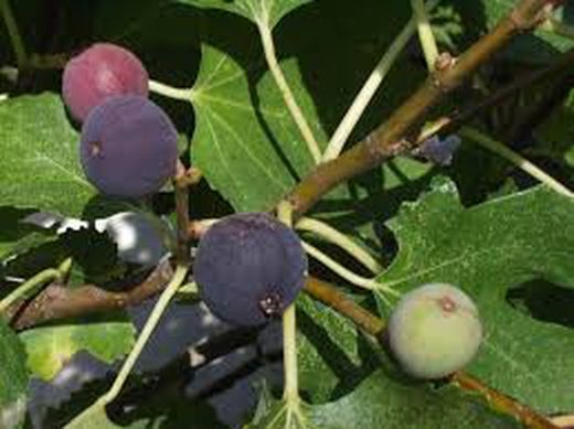 HIGUERA NAPOLITANA Ficus carica 6/8 C-25