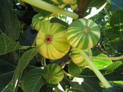 HIGUERA  PANACHE Ficus carica 6/8 C-25