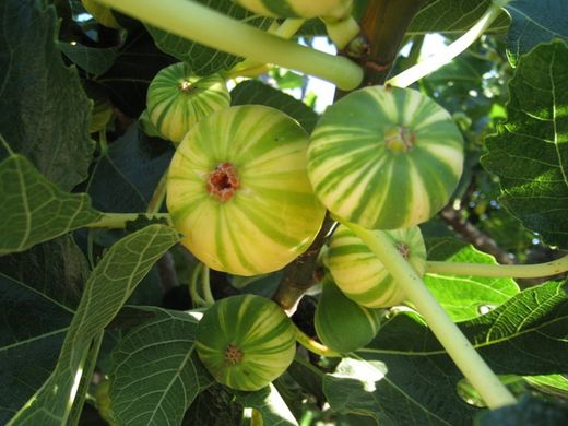 HIGUERA  PANACHE Ficus carica 6/8 C-25