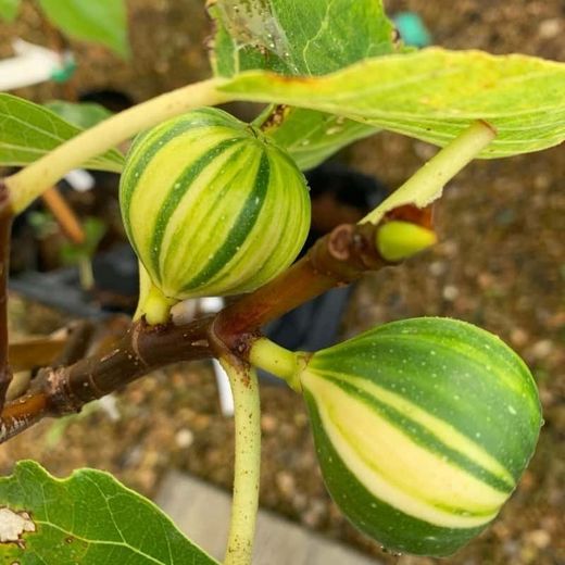 HIGUERA  PANACHE Ficus carica 6/8 C-25