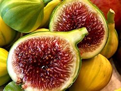 HIGUERA  PANACHE Ficus carica 6/8 C-25