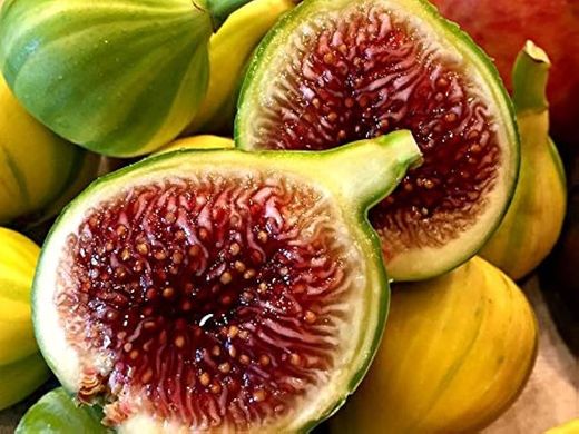 HIGUERA  PANACHE Ficus carica 6/8 C-25