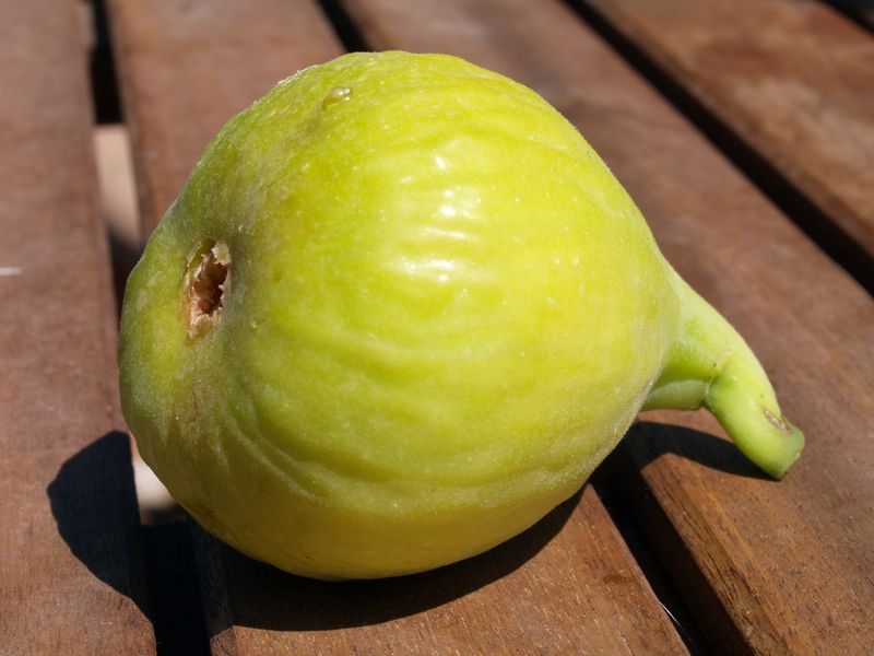 Higuera Portogallo  CT.42  ITALIA